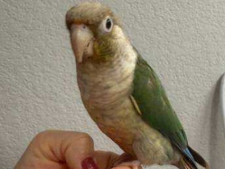 pair-of-hand-reared-african-grey-parrots-for-adoption-tame-talking