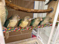african-greys-macaws-cockatoos-for-adoption-hand-reared-tame-small-0