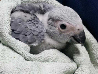 sweet-african-grey-parrots-for-sale-certified-tame-healthy