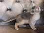 abyssinian-kittens-for-sale-healthy-vaccinated-microchipped