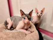 sphynx-cats-available-for-adoption-meet-oreo-a-loving-hairless-companion