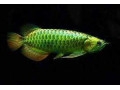 green-arowana-fish-for-sale-care-price-buying-guide-small-0