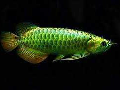 green-arowana-fish-for-sale-care-price-buying-guide