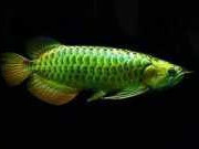 green-arowana-fish-for-sale-care-price-buying-guide