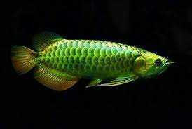 green-arowana-fish-for-sale-care-price-buying-guide-big-0