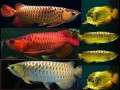 chili-red-arowana-for-sale-care-guide-price-buying-tips-small-0