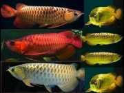 chili-red-arowana-for-sale-care-guide-price-buying-tips