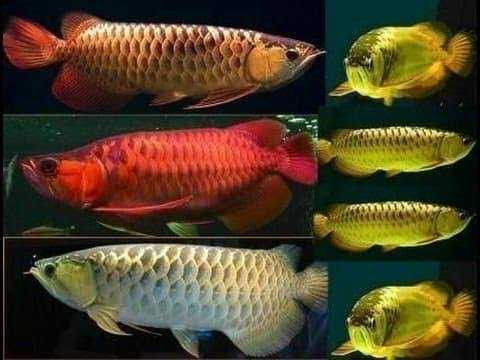 chili-red-arowana-for-sale-care-guide-price-buying-tips-big-0