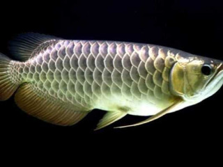 australia-arowana-jardini-for-sale-care-guide-buying-tips