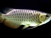 australia-arowana-jardini-for-sale-care-guide-buying-tips