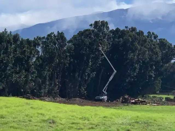 land-clearing-by-local-arborist-hilo-hawaii-big-0